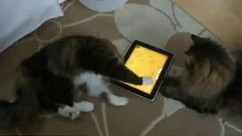 黑料吃瓜网apk普通安装 