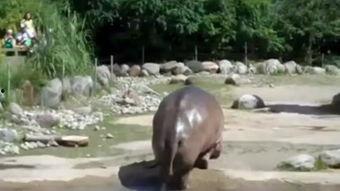 黑料吃瓜网apk普通安装 