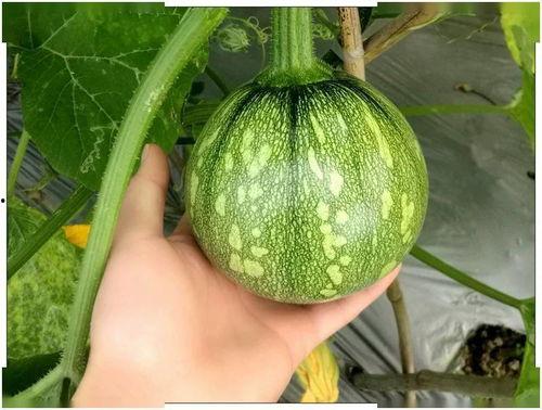 丽江农特产商城最新版2024下载 